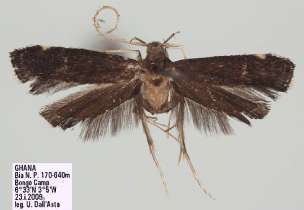 /filer/webapps/moths/media/images/M/minutiella_Lecithocera_HT_RMCA.jpg