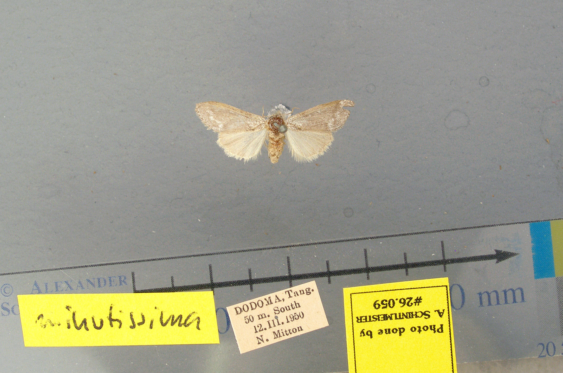 /filer/webapps/moths/media/images/M/minutissima-Leptolepida-26059f-Tanzania.jpg
