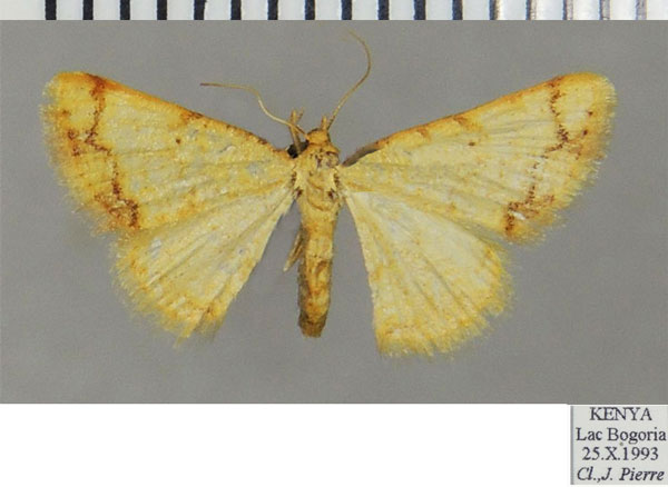 /filer/webapps/moths/media/images/M/minutissima_Heterostegane_AF_ZSMa.jpg