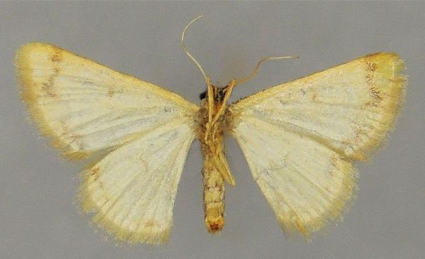 /filer/webapps/moths/media/images/M/minutissima_Heterostegane_AF_ZSMb.jpg