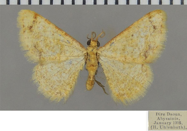 /filer/webapps/moths/media/images/M/minutissima_Heterostegane_AM_ZSM.jpg