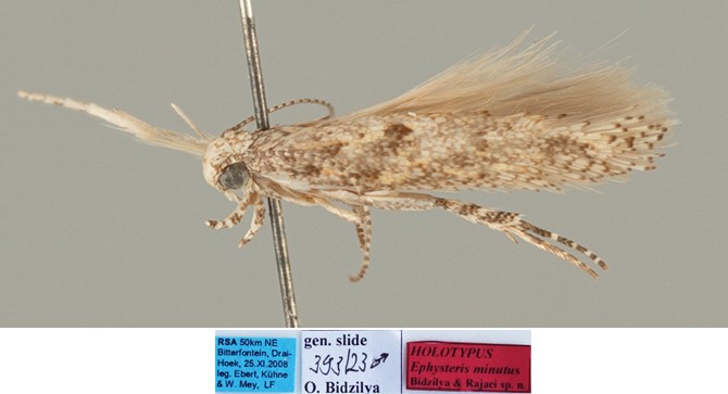 /filer/webapps/moths/media/images/M/minutus_Ephysteris_MHT_MfN.jpg