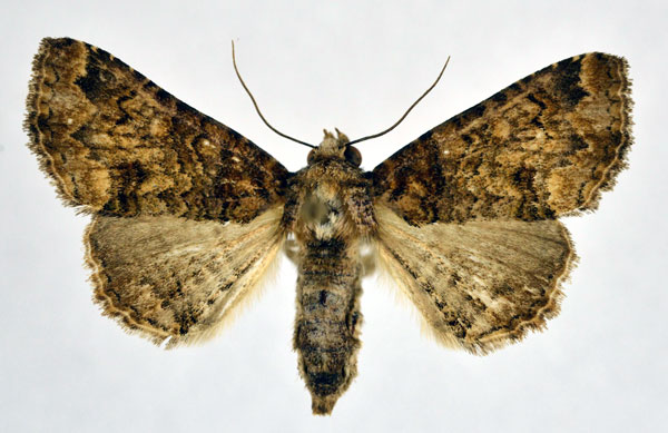 /filer/webapps/moths/media/images/M/minyas_Cortyta_A_NHMO.jpg