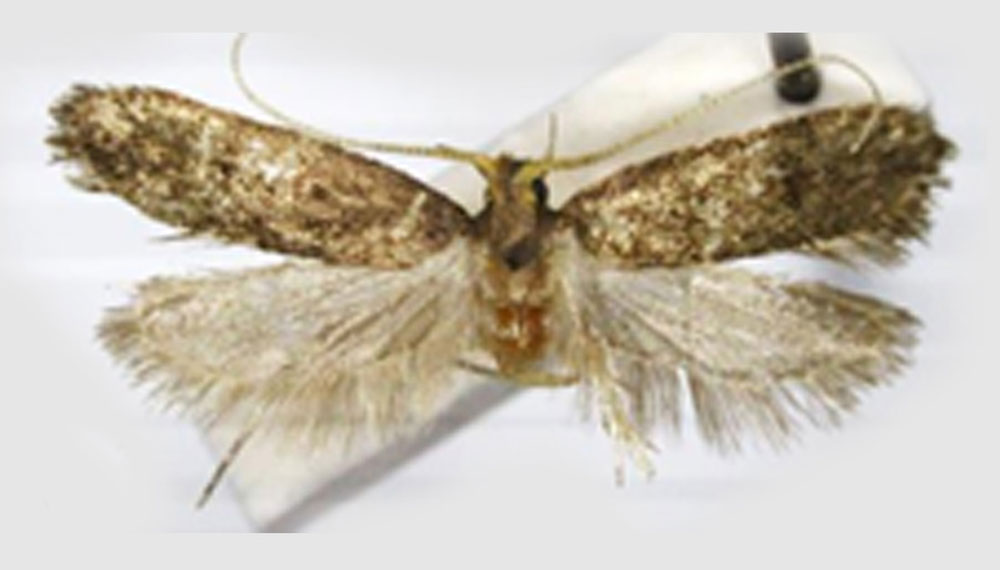 /filer/webapps/moths/media/images/M/minyodes_Lecithocera_HT_TMSA.jpg