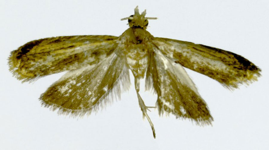 /filer/webapps/moths/media/images/M/minys_Stygitropha_HT_ZMJU.jpg