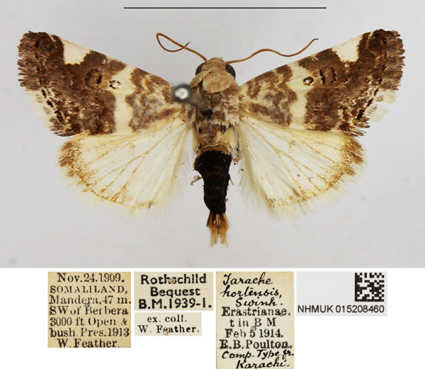 /filer/webapps/moths/media/images/M/miogona_Acontia_AM_NHMUK.jpg