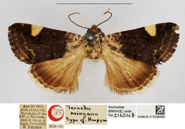 /filer/webapps/moths/media/images/M/miogona_Tarache_HT_NHMUK.jpg