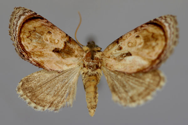 /filer/webapps/moths/media/images/M/miombo_Paracroria_A_RMCA_01.jpg