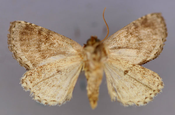 /filer/webapps/moths/media/images/M/miombo_Paracroria_A_RMCA_02.jpg
