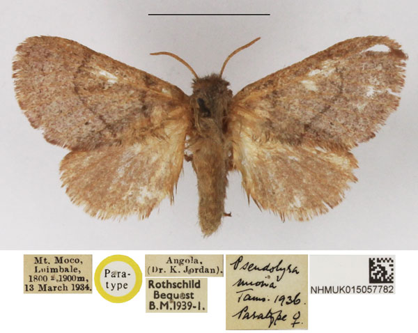 /filer/webapps/moths/media/images/M/miona_Pseudolyra_PTF_NHMUK.jpg