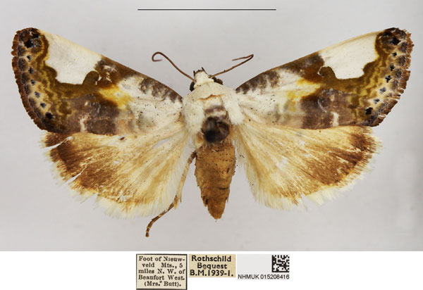 /filer/webapps/moths/media/images/M/mionides_Acontia_AF_NHMUK.jpg