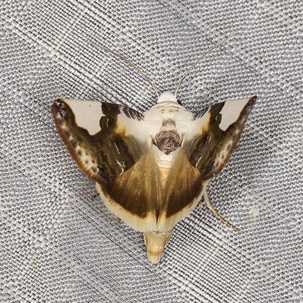 /filer/webapps/moths/media/images/M/mionides_Acontia_A_Heyns_01.JPG