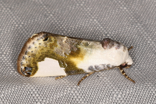 /filer/webapps/moths/media/images/M/mionides_Acontia_A_Heyns_02.JPG