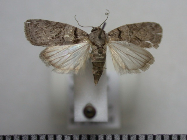 /filer/webapps/moths/media/images/M/miophora_Characoma_A_Revell.JPG