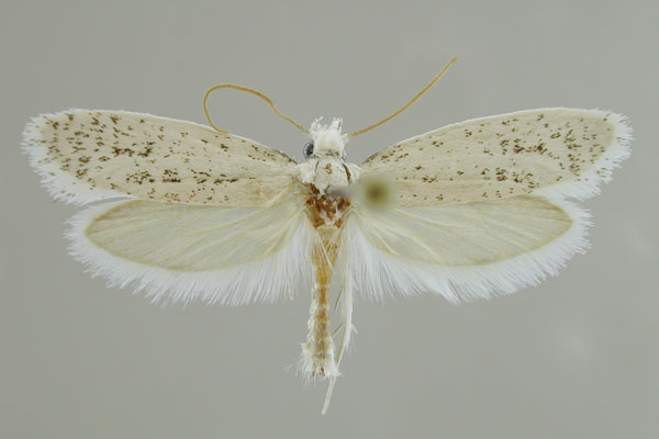 /filer/webapps/moths/media/images/M/mirabib_Rooiklipia_AM_MfN.jpg
