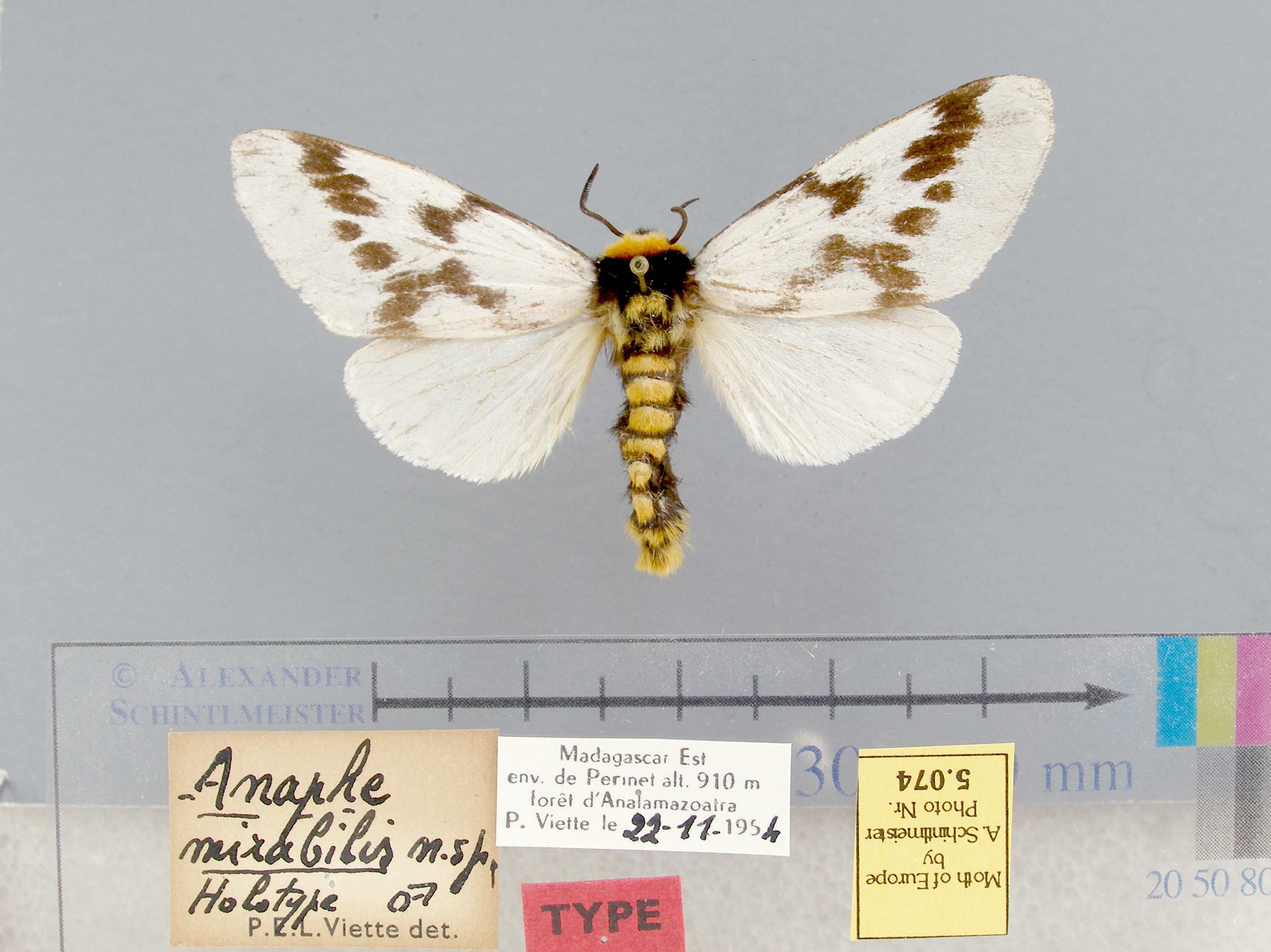 /filer/webapps/moths/media/images/M/mirabilis-Nesanaphe-5074-HT-Madagascar.jpg