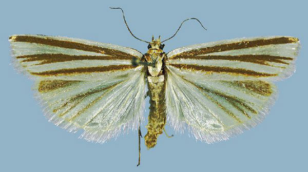 /filer/webapps/moths/media/images/M/mirabilis_Argentochiloides_HT_TMSA.jpg