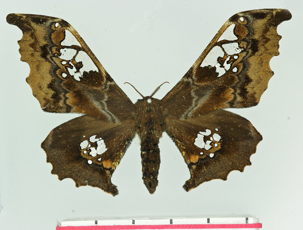 /filer/webapps/moths/media/images/M/mirabilis_Carnegia_AF_Basquin.jpg