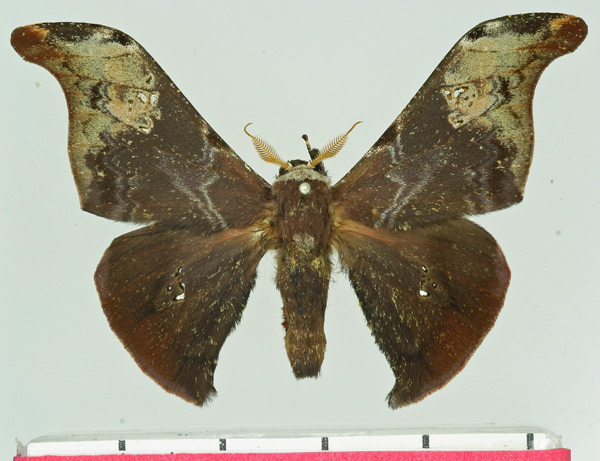 /filer/webapps/moths/media/images/M/mirabilis_Carnegia_AM_Basquin.jpg