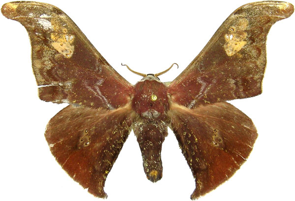 /filer/webapps/moths/media/images/M/mirabilis_Carnegia_AM_MCJM.jpg