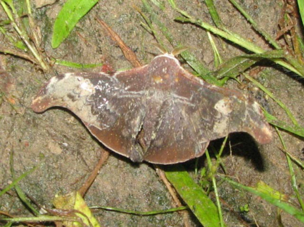 /filer/webapps/moths/media/images/M/mirabilis_Carnegia_A_Goff_02.jpg