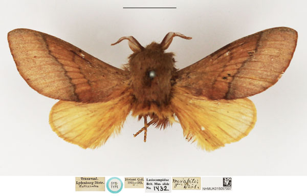 /filer/webapps/moths/media/images/M/mirabilis_Taragama_STM_NHMUK.jpg