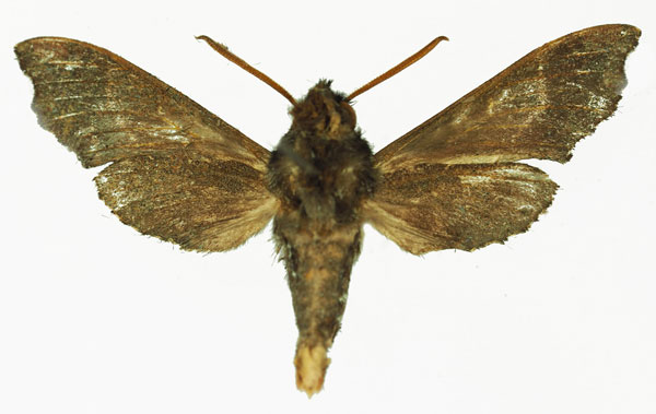 /filer/webapps/moths/media/images/M/mirabilis_Temnora_AM_Basquinb.jpg
