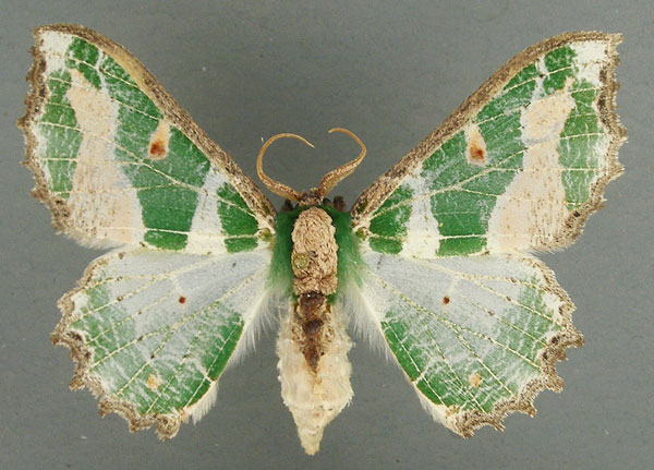 /filer/webapps/moths/media/images/M/mirabilis_Victoria_AF_TMSA.jpg