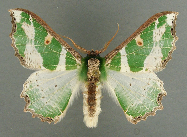 /filer/webapps/moths/media/images/M/mirabilis_Victoria_AM_TMSA.jpg