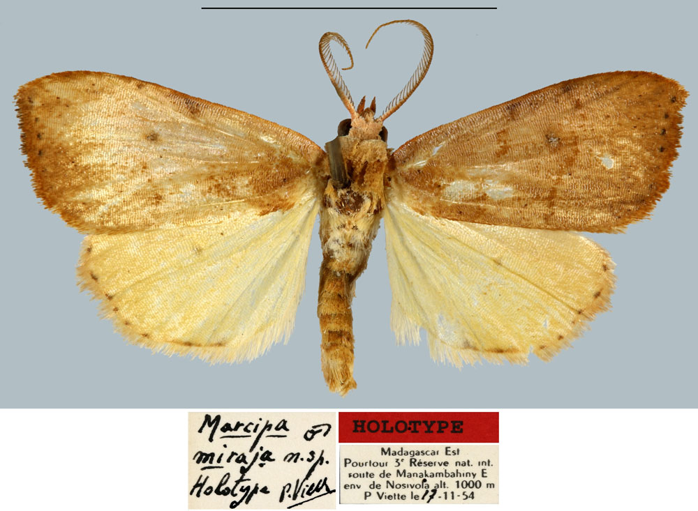 /filer/webapps/moths/media/images/M/miraja_Marcipa_HT_MNHN.jpg