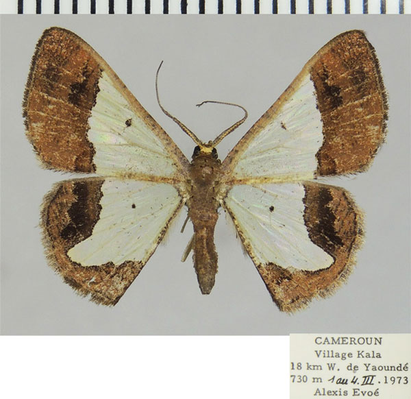 /filer/webapps/moths/media/images/M/miranda_Zamarada_AM_ZSM.jpg