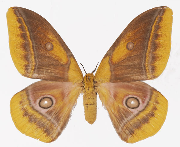 /filer/webapps/moths/media/images/M/mirei_Gonimbrasia_AF_Basquin.jpg