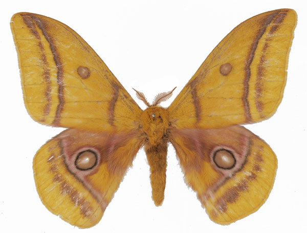 /filer/webapps/moths/media/images/M/mirei_Gonimbrasia_AM_Basquina.jpg