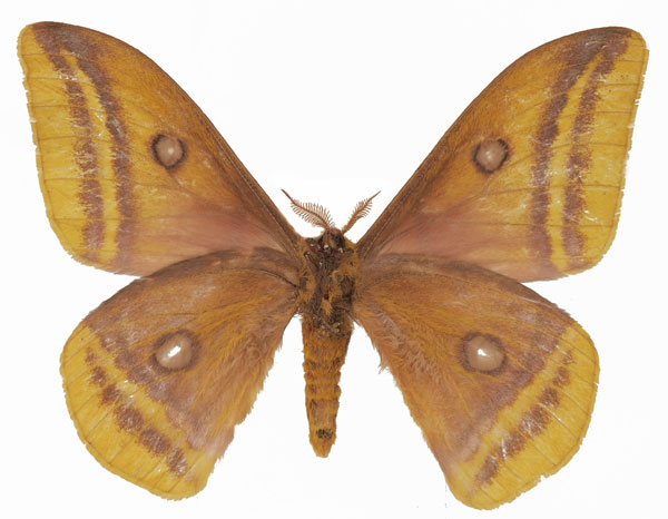 /filer/webapps/moths/media/images/M/mirei_Gonimbrasia_AM_Basquinb.jpg