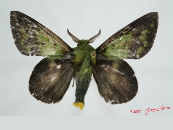 /filer/webapps/moths/media/images/M/mirifica_Chrysopsyche_AM_Alberta_03.jpg
