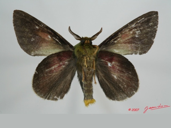/filer/webapps/moths/media/images/M/mirifica_Chrysopsyche_AM_Albertb_03.jpg