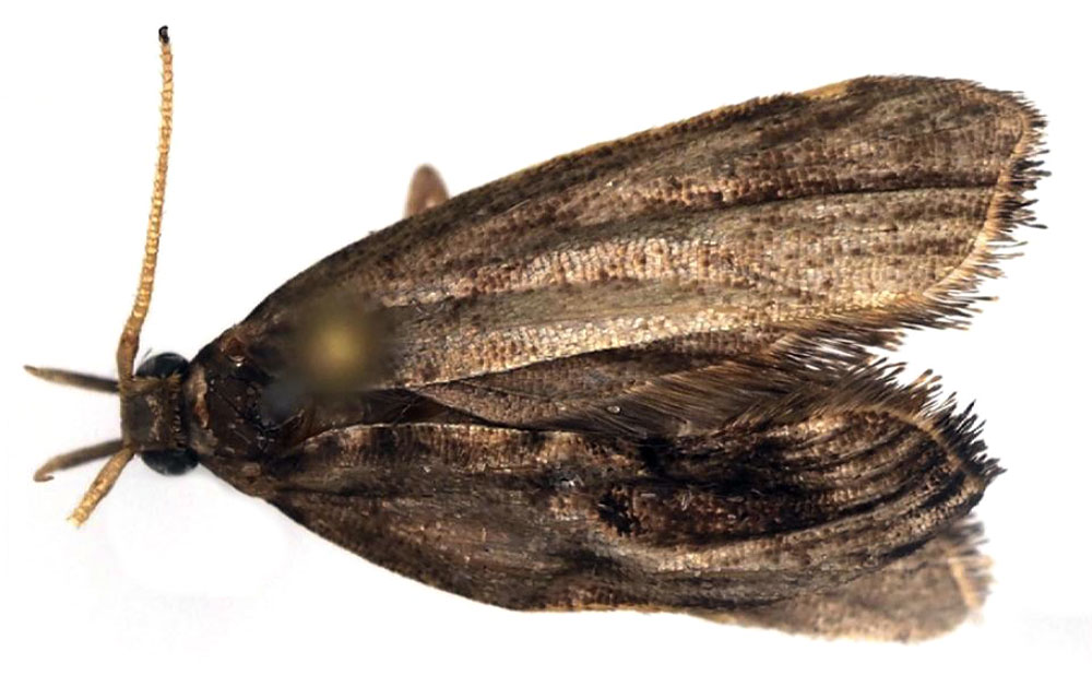 /filer/webapps/moths/media/images/M/mirinae_Thubdora_HT_ZMHB.jpg