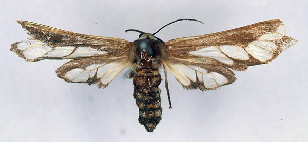 /filer/webapps/moths/media/images/M/misa_Thyretes_ST_ZMHB_03.jpg