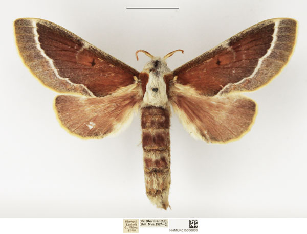 /filer/webapps/moths/media/images/M/misanum_Streblote_AF_NHMUK_02.jpg
