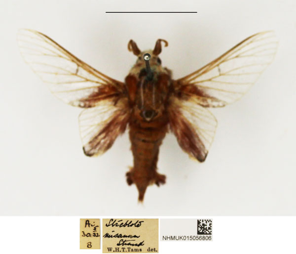 /filer/webapps/moths/media/images/M/misanum_Streblote_AM_NHMUK_01.jpg