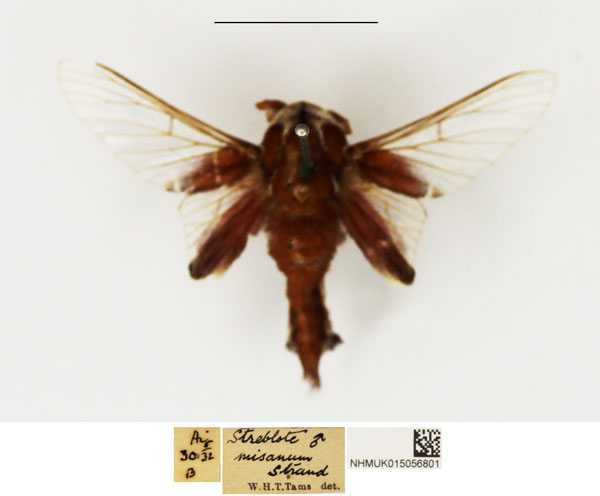 /filer/webapps/moths/media/images/M/misanum_Streblote_AM_NHMUK_02.jpg