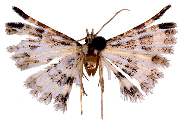 /filer/webapps/moths/media/images/M/mischenini_Alucita_HT_ZMJU.jpg