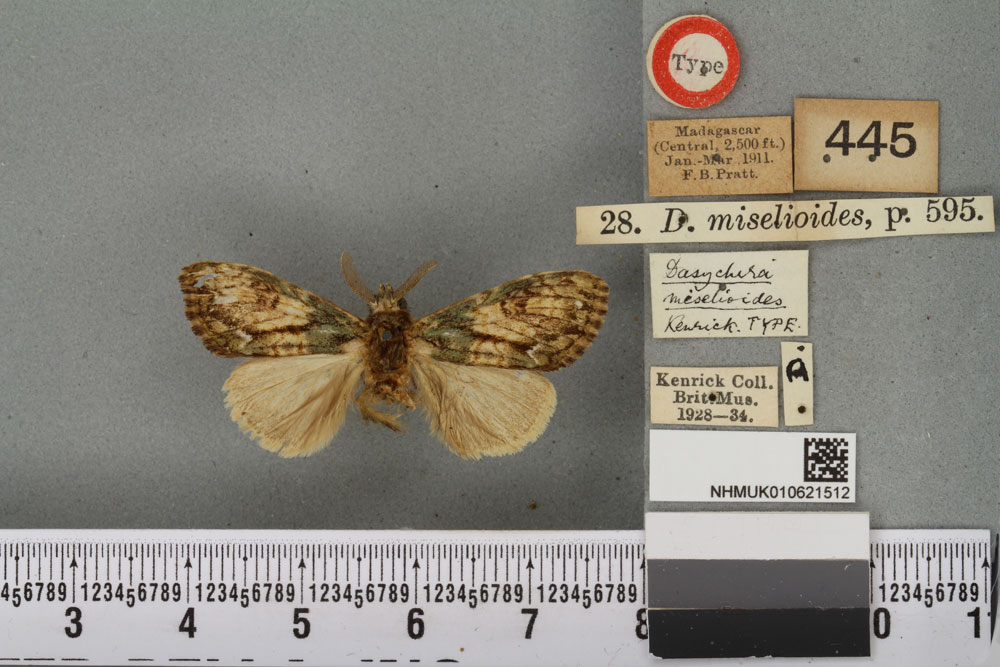 /filer/webapps/moths/media/images/M/miselioides_Dasychira_LT_BMNHa.jpg