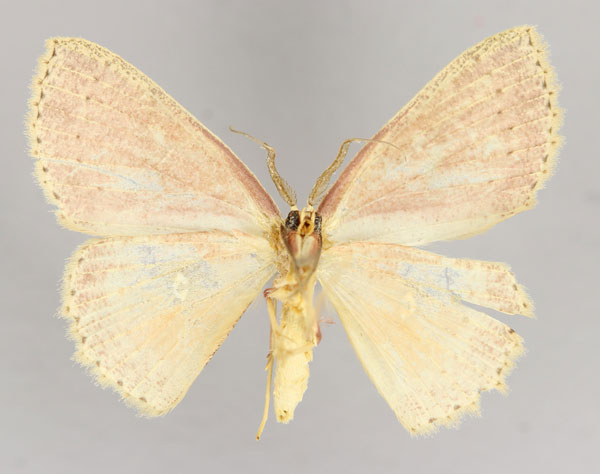 /filer/webapps/moths/media/images/M/misella_Cyclophora_A_ZSM_02.jpg
