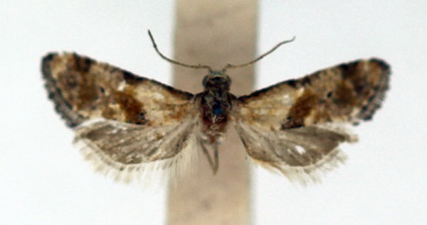 /filer/webapps/moths/media/images/M/misella_Eugnosta_AM_ISEA.jpg