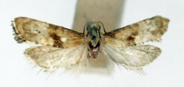 /filer/webapps/moths/media/images/M/misella_Eugnosta_A_ISEA.jpg