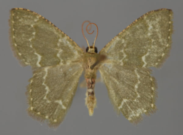 /filer/webapps/moths/media/images/M/misera_Metallochlora_A_ZSM_01.jpg