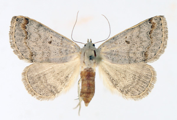 /filer/webapps/moths/media/images/M/misera_Plecoptera_AF_TMSA_02.jpg