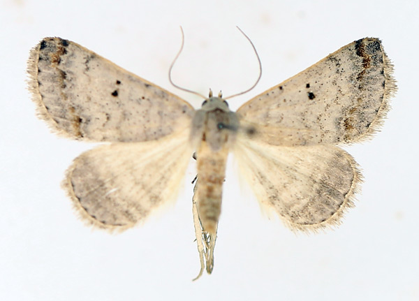 /filer/webapps/moths/media/images/M/misera_Plecoptera_AM_TMSA_01.jpg