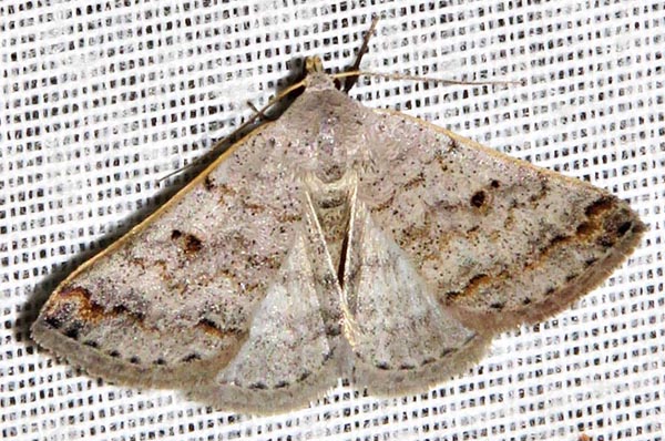 /filer/webapps/moths/media/images/M/misera_Plecoptera_A_Braun_05.jpg